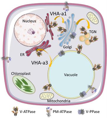 The Plant <mark class="highlighted">V-ATPase</mark>